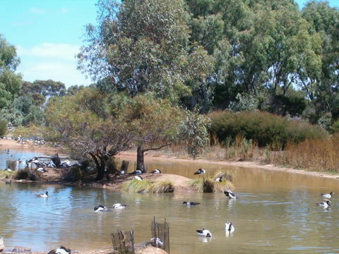 Magpie geese at Serendip