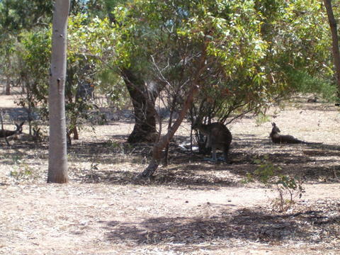 One of the first kangaroos I saw at Serendip