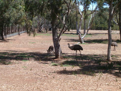 Kangaroo and Emu -- Australia's emblems