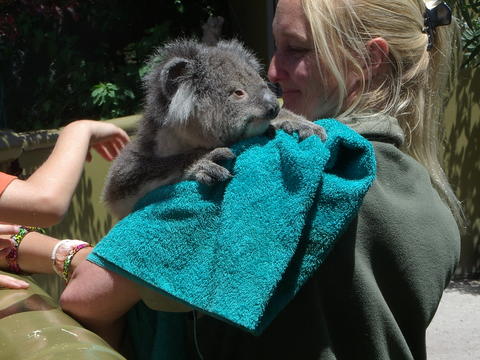 Jirrihlinga koala