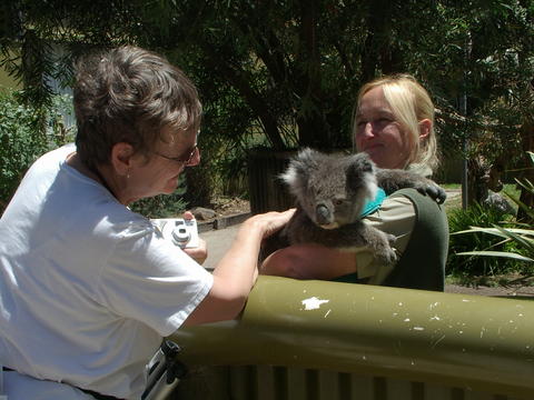 Barb pets koala