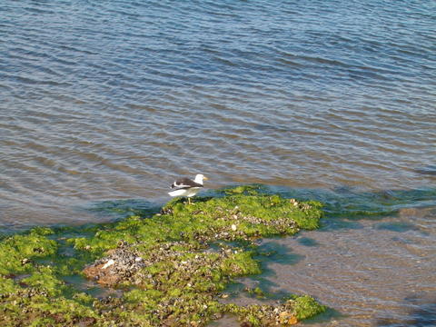 Kelp gull